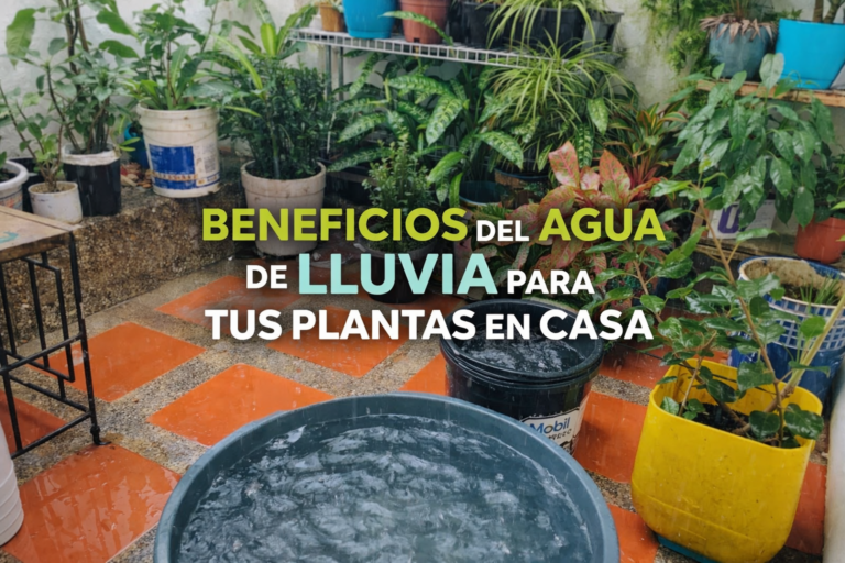 Por qué la lluvia hace que tus plantas se vean mejor