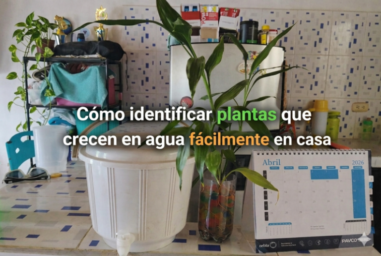 Cómo identificar plantas que crecen en agua fácilmente en casa