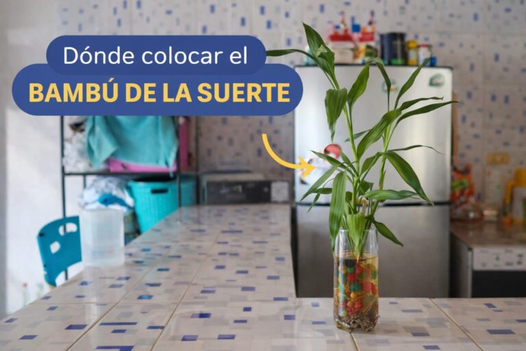 Esto empecé a hacer y mi bambú de la suerte se veía mejor