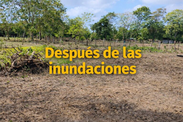 Cuando la tierra te enseña: lo que aprendí después de perder mi cultivo de yuca